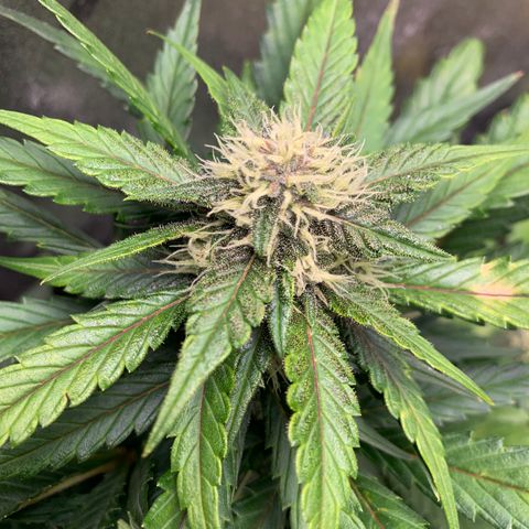 Buttercup growlog timeline photo