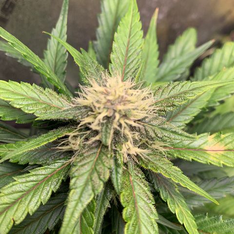 Buttercup growlog timeline photo