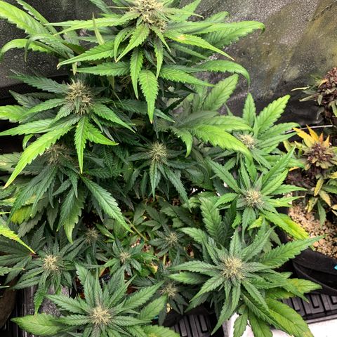 Buttercup growlog timeline photo