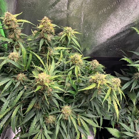 Eliza growlog timeline photo