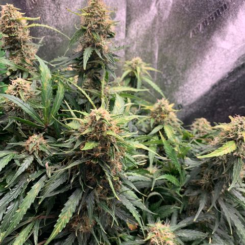 Eliza growlog timeline photo