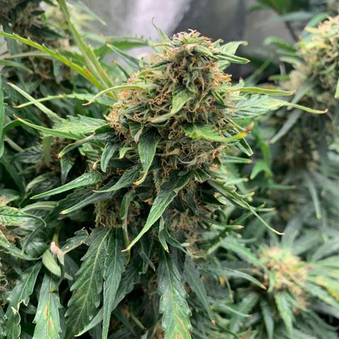 Eliza growlog timeline photo