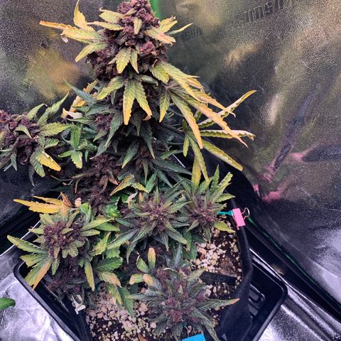 Bella growlog timeline photo