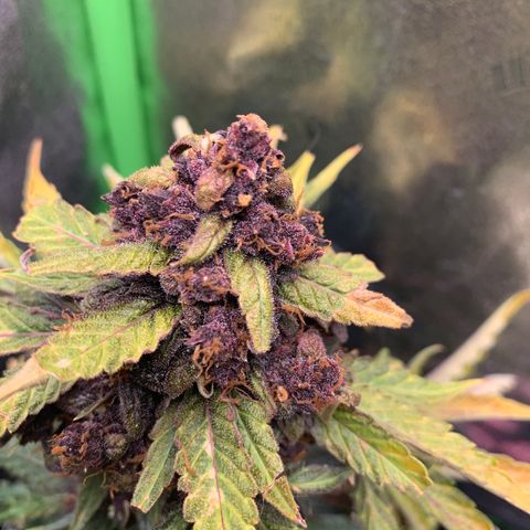 Bella growlog timeline photo