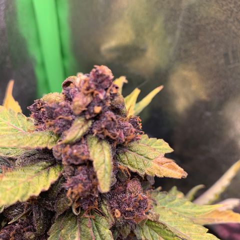 Bella growlog timeline photo