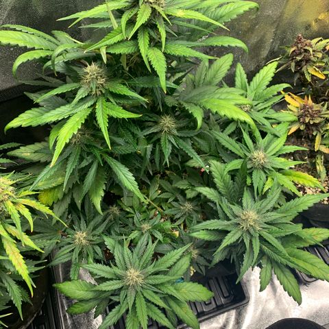 Buttercup growlog timeline photo
