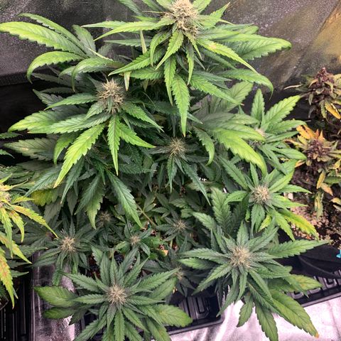 Buttercup growlog timeline photo