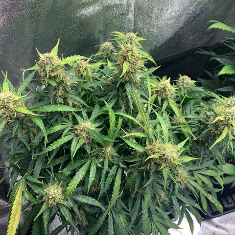 Eliza growlog timeline photo