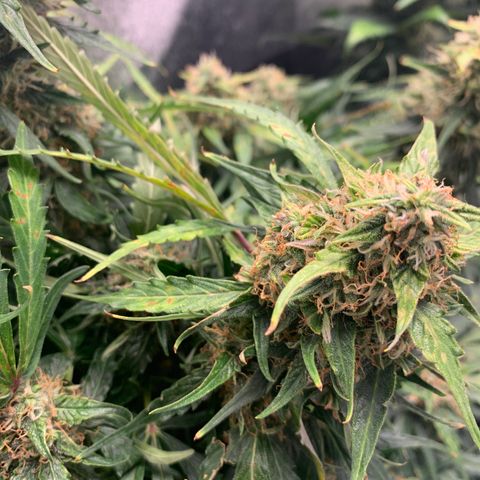 Eliza growlog timeline photo