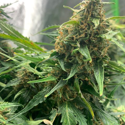 Eliza growlog timeline photo