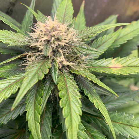 Buttercup growlog timeline photo