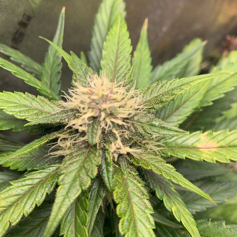 Buttercup growlog timeline photo