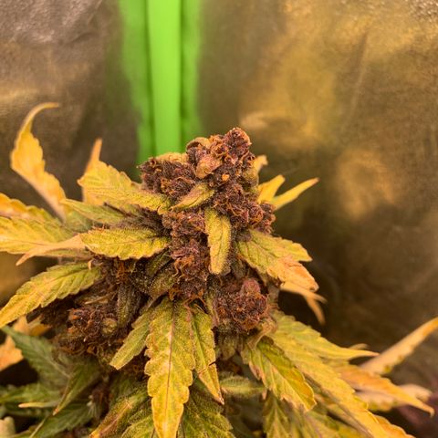 Bella growlog timeline photo