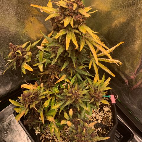 Bella growlog timeline photo