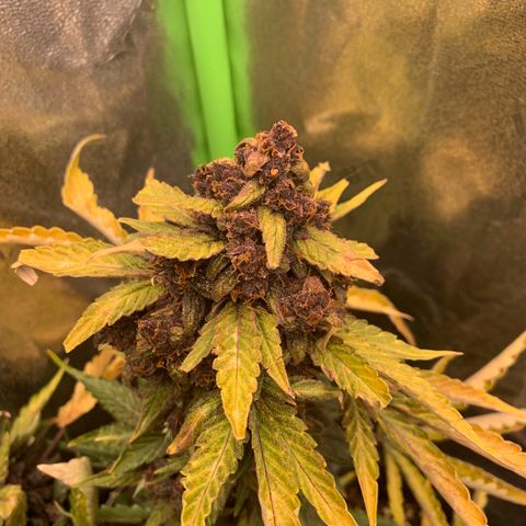 Bella growlog timeline photo