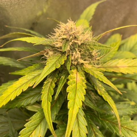 Buttercup growlog timeline photo