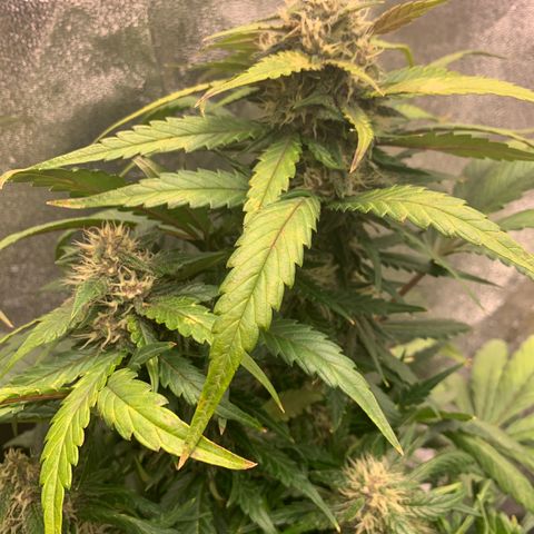 Buttercup growlog timeline photo