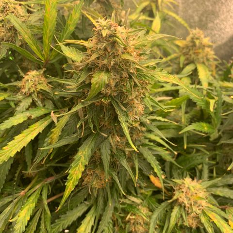 Eliza growlog timeline photo