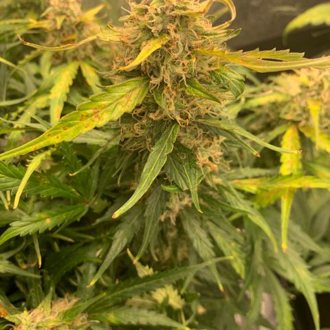 Eliza growlog timeline photo