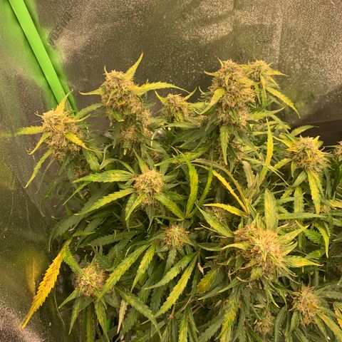 Eliza growlog timeline photo