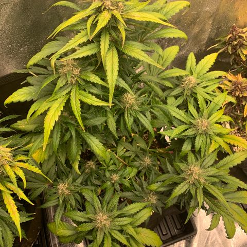 Buttercup growlog timeline photo