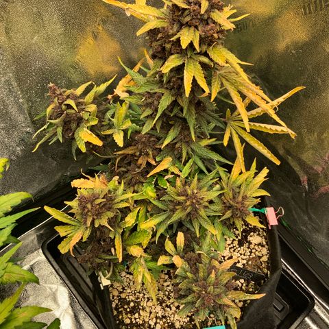 Bella growlog timeline photo