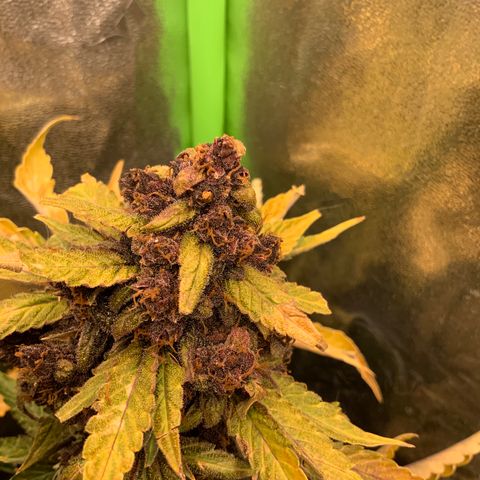 Bella growlog timeline photo