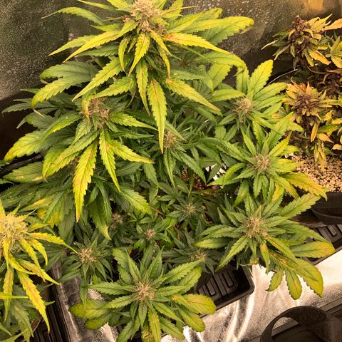 Buttercup growlog timeline photo