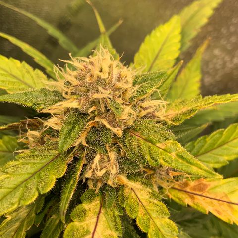 Buttercup growlog timeline photo