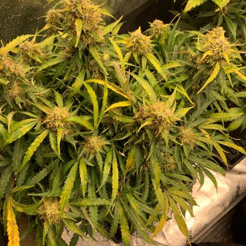 Eliza growlog timeline photo