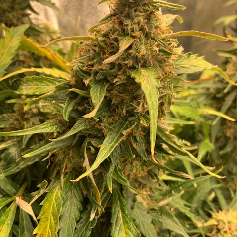 Eliza growlog timeline photo