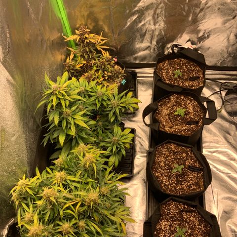 Bella growlog timeline photo