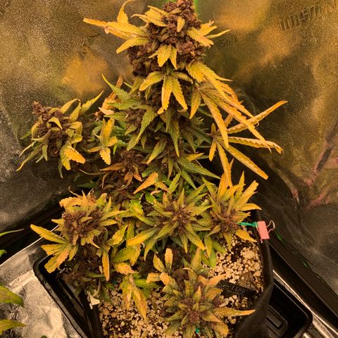 Bella growlog timeline photo