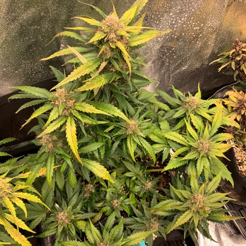 Buttercup growlog timeline photo