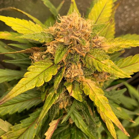 Buttercup growlog timeline photo