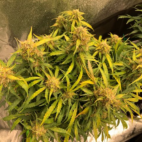 Eliza growlog timeline photo