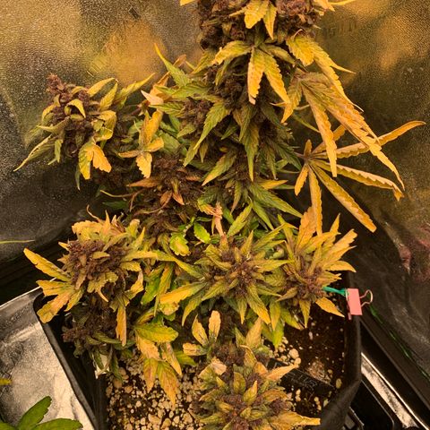 Bella growlog timeline photo