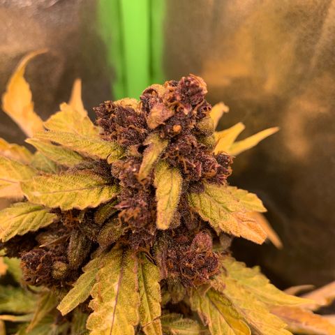 Bella growlog timeline photo