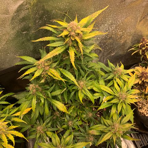 Buttercup growlog timeline photo