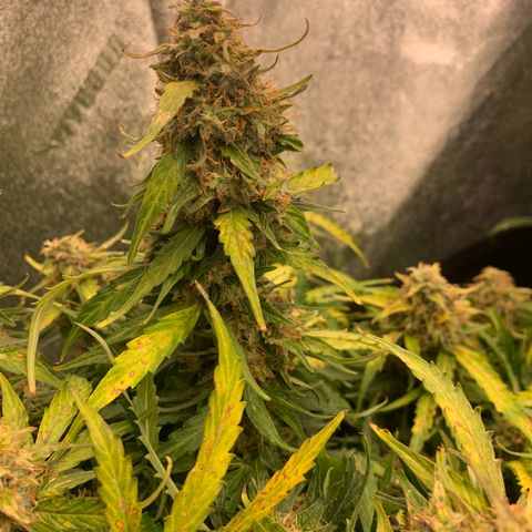 Eliza growlog timeline photo