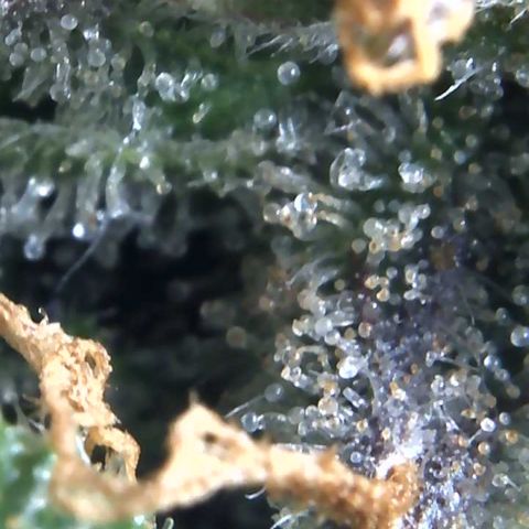 Eliza growlog timeline photo