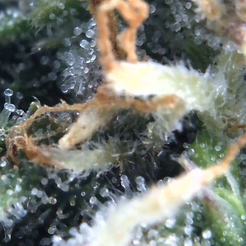Eliza growlog timeline photo