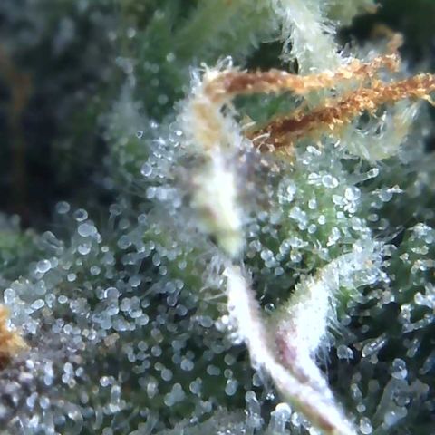 Eliza growlog timeline photo