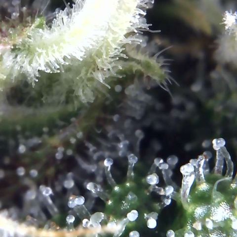 Buttercup growlog timeline photo