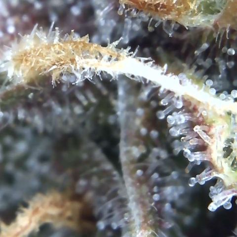 Buttercup growlog timeline photo