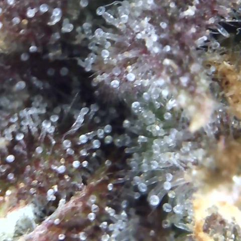 Buttercup growlog timeline photo