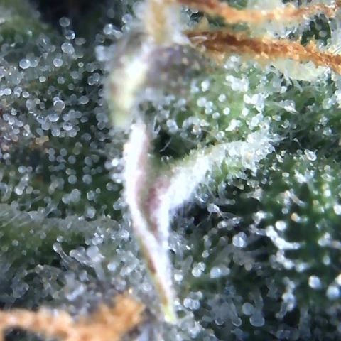 Eliza growlog timeline photo