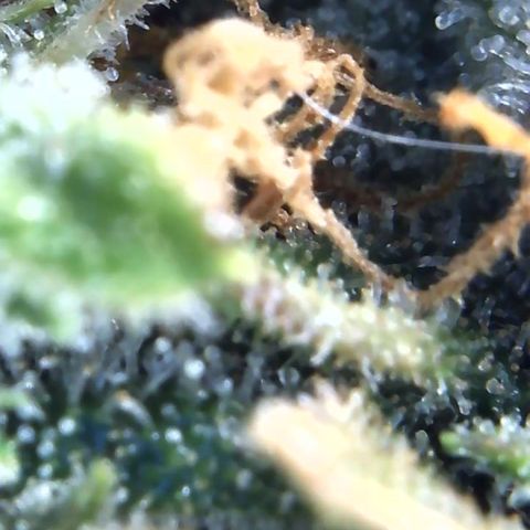 Eliza growlog timeline photo