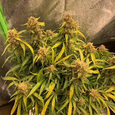 Eliza growlog timeline photo