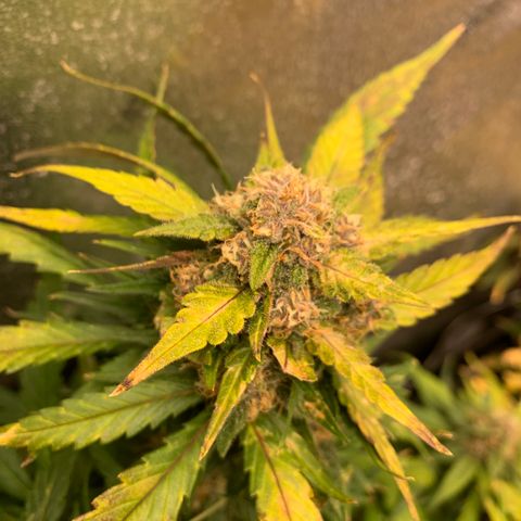 Buttercup growlog timeline photo